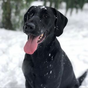 Meet your Posher, Robert